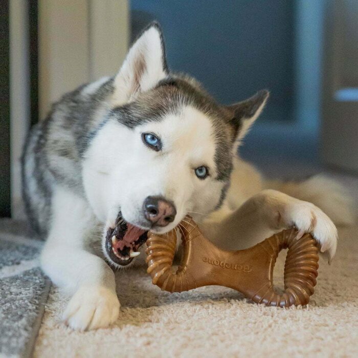 Benebone Dental Chew Large жевательная игрушка для собак со вкусом бекона — изображение 2
