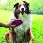 KONG ZOOMGROOM Boysenberry — изображение 3