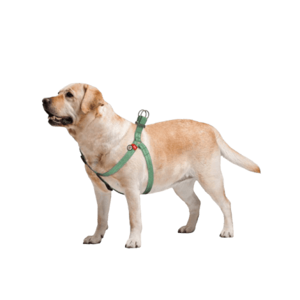 WAUDOG – krūšu siksna suņiem ar  QR pasi, pārstr. kokvilna, atstarojoša S, A=B: 40-55 cm x 15 mm, zaļš