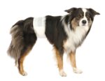 Trixie Autiņbiksītes suņiem Diapers for male dogs, S–M, 30–46, 12 gab - Image 2