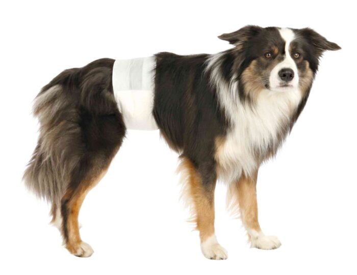Trixie Autiņbiksītes suņiem Diapers for male dogs, S–M, 30–46, 12 gab - Image 2