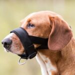 Trixie Uzpurnis suņiem Muzzle Loop, Nylon, M- L, Neck Strap 22-30cm, Snout Strap 30-18 cm