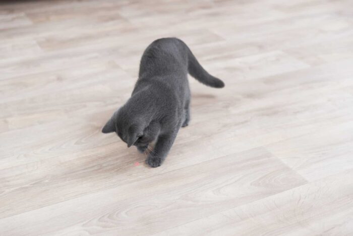Trixie Rotaļlieta kaķiem Moving Light Laser pointer, 11 cm, white/blue — изображение 2