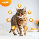 IAMS Sausā barība kaķiem CAT ADULT LAMB, 2 kg - Image 2
