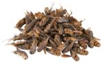Trixie Papildbarība reptiļiem : Crickets, dried, 250 ml/25 g. — изображение 2