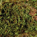 Trixie Sūnas terārijam  : Terrarium moss, 200 g — изображение 3