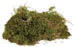 Trixie Sūnas terārijam  : Terrarium moss, 200 g — изображение 2
