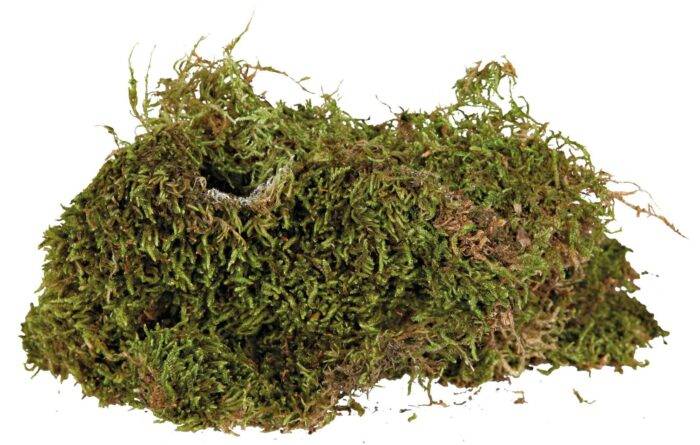 Trixie Sūnas terārijam  : Terrarium moss, 200 g — изображение 2
