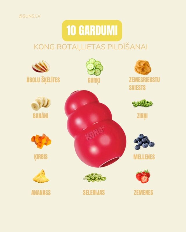 Kāpēc? 🤔

🍎 Ābolu šķēlītes – kraukšķīgas un atsvaidzinošas.
🥒 Gurķi – maz kaloriju un atsvaidzinoši.
🥜 Zemesriekstu sviests – lipīgs, tāpēc rotaļlieta aizņems suni ilgāk.
🍌 Banāni – mīksti, dabiski saldi un viegli saspaidāmi.
🟢 Zirņi – mazi, viegli izlaizāmi un sunim interesanti.
🎃 Ķirbis – saudzīgs gremošanai un viegli iesmērējams rotaļlietā.
🫐 Mellenes – mazas ogas, bagātas ar antioksidantiem.
🍍 Ananass – sulīgs un piešķir citādu garšu.
🍓 Zemenes – saldas, mīkstas un viegli ievietojamas rotaļlietā.
🥬 Selerija – kraukšķīga tekstūra lielākai dažādībai.

🐶 Vienkārša kombinācija = ilgāks nodarbināšanas laiks Tavam sunim.

📢 Dalies ar šo ierakstu ar citu suņa saimnieku, kurš izmanto Kong rotaļlietas! #zooprecessuņiem #zooveikals #zoopreces